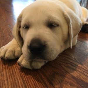 Meet your Posher, Leslie